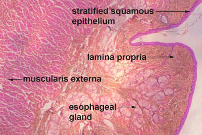histology of esophagus