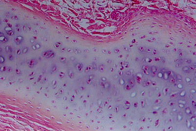 histology slide