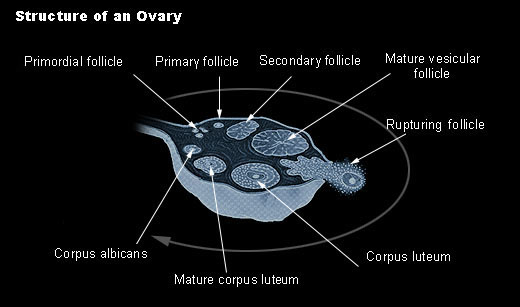 histology of ovary