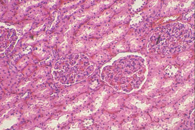 histology world key histology features kidney histology