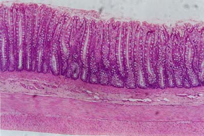 histology slide