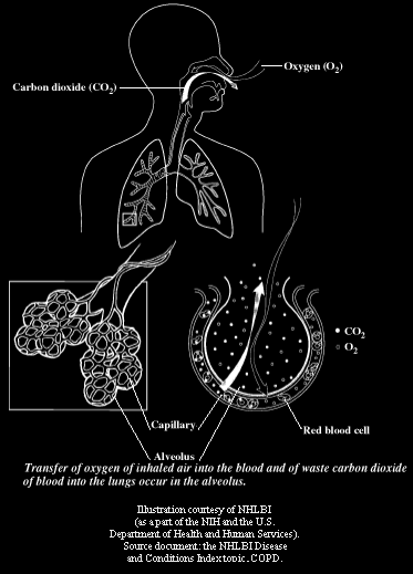 histology of respiratory system
