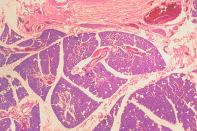 histology slide