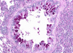 histology slide