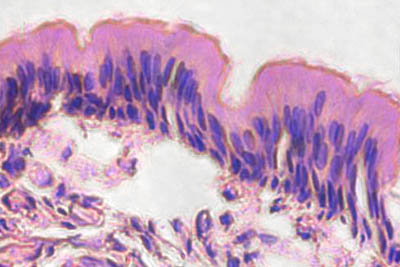 histology slide