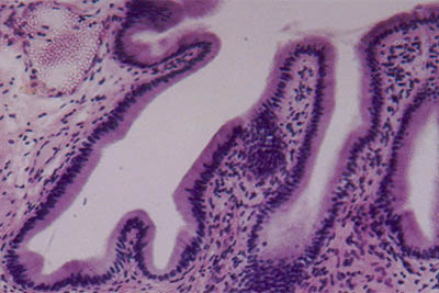 histology slide