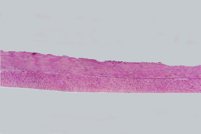 histology slide