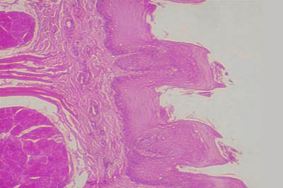 histology slide