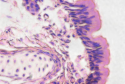 trachea histology