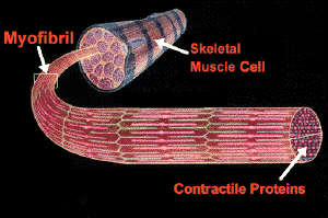 histology of muscle