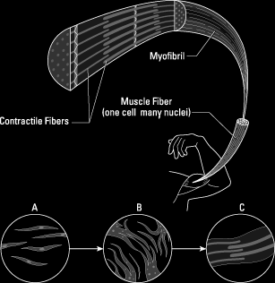 histology of muscle