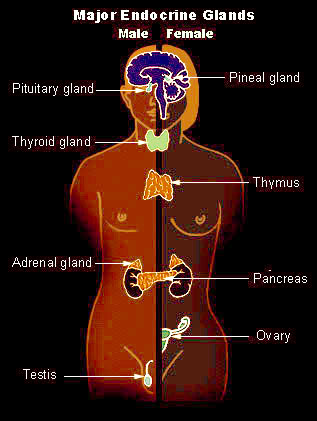 endocrine system for Histology - World