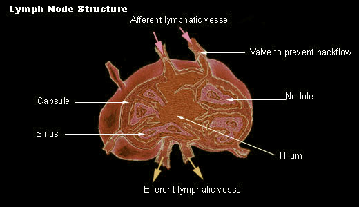 lymph nodes histology diagram