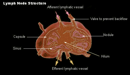 Histology World Histology Fact Sheet Lymph Nodes