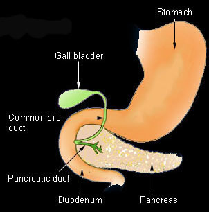 gross of GI for Histology-world