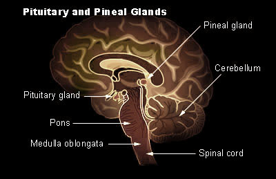 pituitary for Histology - World