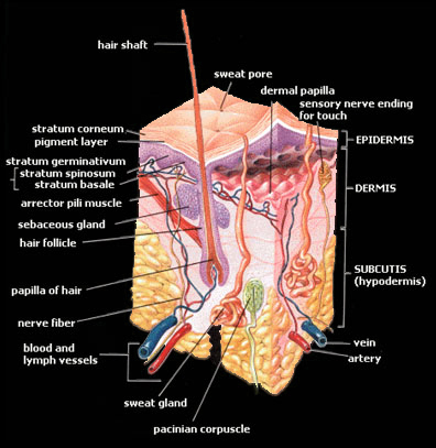 histology of skin