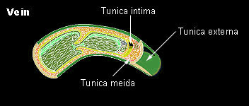 histology of vein