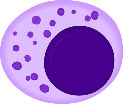 Natural killer cell- illustration
Image source: [url=https://commons.wikimedia.org/wiki/File:Nautral_killer_cell_%28Large_granular_lymphocyte%29.svg]https://commons.wikimedia.org/wiki/File:Nautral_killer_cell_%28Large_granular_lymphocyte%29.svg [/url]
Author: [url=https://commons.wikimedia.org/wiki/User:A._Rad~commonswiki]A rad[/url],  [url=https://commons.wikimedia.org/wiki/User:Mikael_H%C3%A4ggstr%C3%B6m]Mikael Häggström[/url], [url=https://commons.wikimedia.org/wiki/User:Spacebirdy]Spacebirdy[/url], [url=https://commons.wikimedia.org/wiki/User:RexxS]RexxS[/url], [url=https://commons.wikimedia.org/wiki/User:Domdomegg]domdomegg[/url]
 
Title: Nautral_killer_cell_(Large_granular_lymphocyte).svg

This image has been extracted from another file: Hematopoiesis (human) diagram en.svg.

No changes were made from the downloaded file.  

This file (Nautral killer cell (Large granular lymphocyte).svg) is licensed under the Creative Commons Attribution-Share Alike 4.0 International license. [url=https://creativecommons.org/licenses/by-sa/4.0/deed.en/]https://creativecommons.org/licenses/by-sa/4.0/deed.en/[/url]

_____________________________________________________________

Hematopoiesis (human) diagram en.svg: 
Authors 
Original: [url=https://commons.wikimedia.org/wiki/User:A._Rad~commonswiki]A rad[/url]
Vector: [url=https://commons.wikimedia.org/wiki/User:RexxS]RexxS[/url], [url=https://commons.wikimedia.org/wiki/User:Mikael_H%C3%A4ggstr%C3%B6m]Mikael Häggström[/url], and [url=https://commons.wikimedia.org/wiki/User:Spacebirdy]birdy[/url] 

File found on Wikimedia Commons [url=https://commons.wikimedia.org/wiki/File:Hematopoiesis_(human)_diagram_en.svg]https://commons.wikimedia.org/wiki/File:Hematopoiesis_(human)_diagram_en.svg[/url]

This file (Hematopoiesis (human) diagram en.svg ) is licensed under the Creative Commons Attribution-ShareAlike 3.0 Unported License (CC BY-SA 3.0) [url=https://creativecommons.org/licenses/by-sa/3.0/deed.en/]https://creativecommons.org/licenses/by-sa/3.0/deed.en/[/url]

Permission is granted to copy, distribute and/or modify this document under the terms of the GNU Free Documentation License, Version 1.2 or any later version published by the Free Software Foundation; with no Invariant Sections, no Front-Cover Texts, and no Back-Cover Texts. A copy of the license is included in the section entitled GNU Free Documentation License. [url=https://commons.wikimedia.org/wiki/Commons:GNU_Free_Documentation_License,_version_1.2]https://commons.wikimedia.org/wiki/Commons:GNU_Free_Documentation_License,_version_1.2[/url]

Keywords: blood
