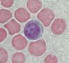 Filename=Lymphocyte.jpg
Filesize=5KiB
Dimensions=157x144
Date added=Oct 26, 2025 Lymphocyte.jpg