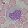 Filename=Monocyte.jpg
Filesize=3KiB
Dimensions=125x127
Date added=Oct 26, 2025 Monocyte.jpg