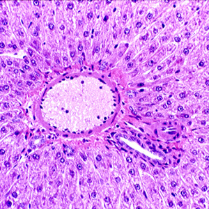 Клетки печени крыс. Печень крысы гистология. Гистология печени крысы строение. Гепатоциты под микроскопом.