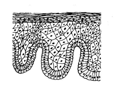 Stratified Squamous Epithelium Cartoon