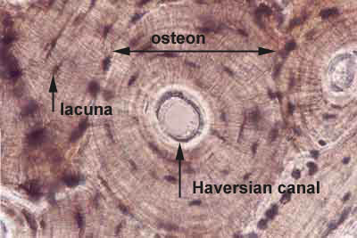 histology of bone