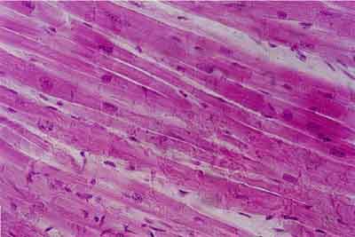 Histology World Histology Fact Sheet Muscle