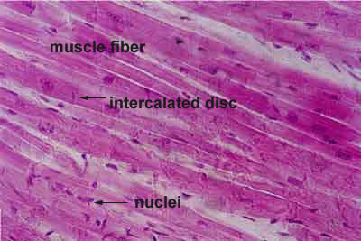 histology of cardiac muscle
