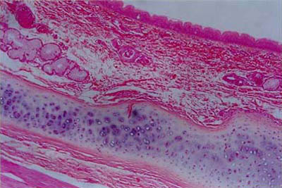 histology slide